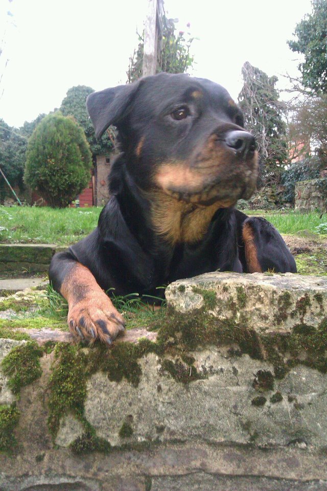 can dogs attacks what causes fatal attacks how can we prevent by dogs o meara can dogs attacks what causes fatal attacks how can we prevent by dogs o meara